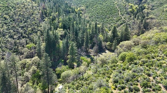 a view of a lush green forest