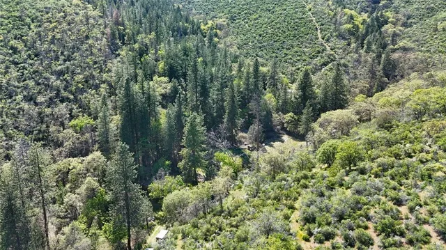 a view of a lush green forest