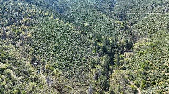 a view of a forest with a tree