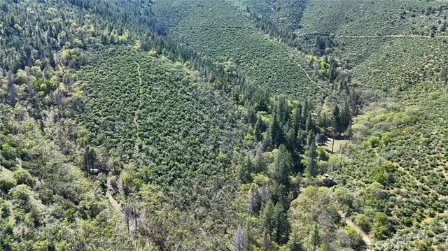 a view of a forest with a tree