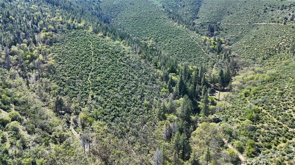 40 Scarface Road Gazelle, CA 96034 - Photo 10 of 52 a view of a lush green forest