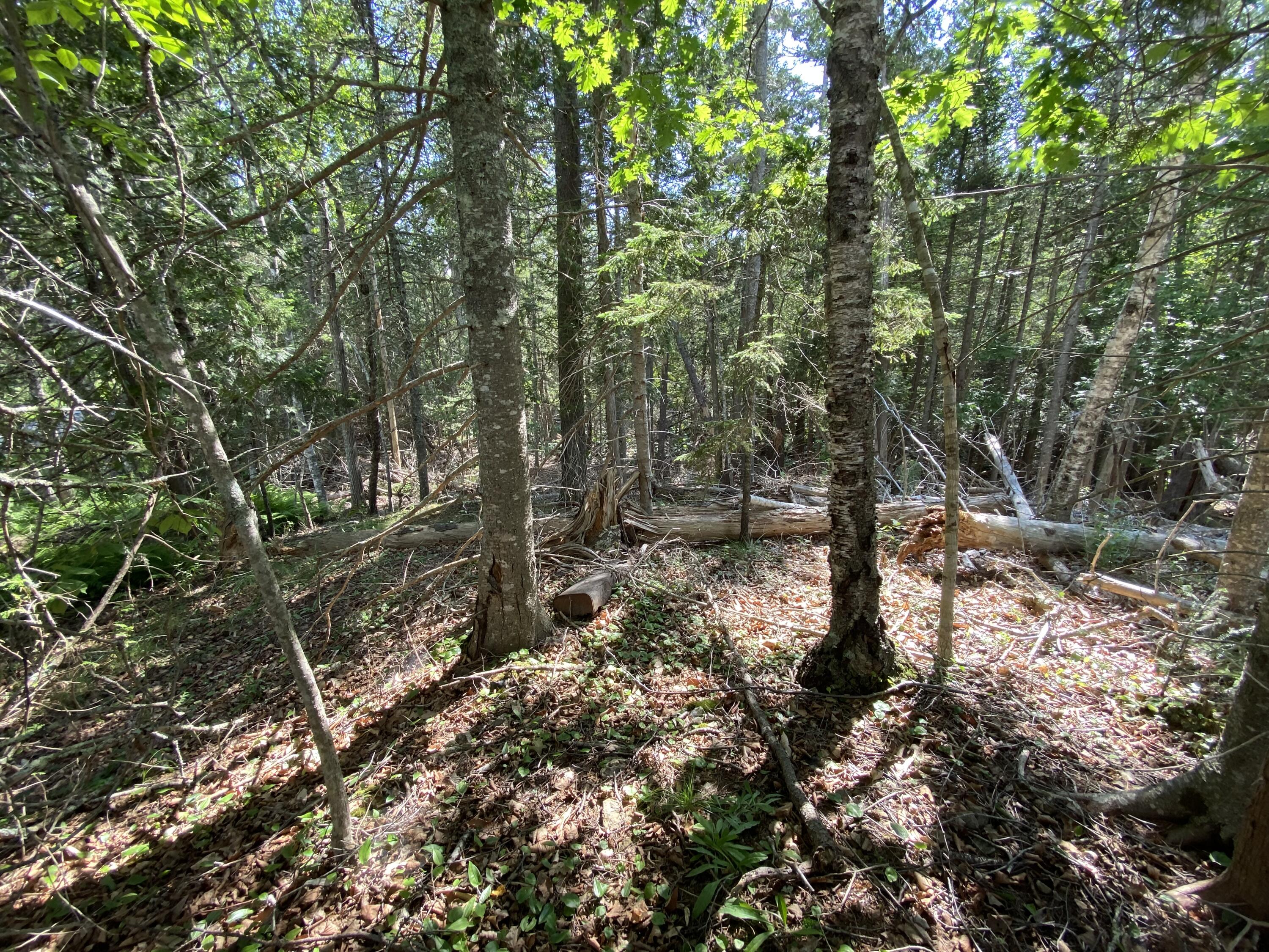22-4f Main Road Islesboro, ME 04848 - Photo 5 of 10 Hard & Soft Woods