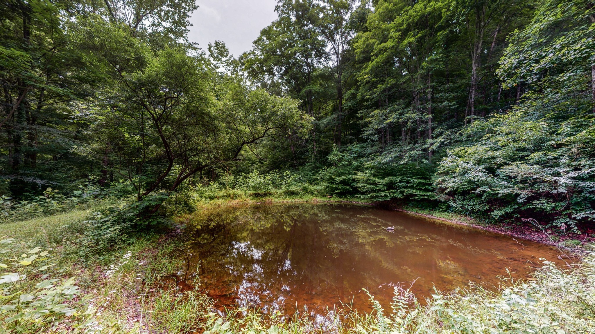 7715 Fernvale Road Fairview, TN 37062 - Photo 41 of 46 a view of a forest with trees