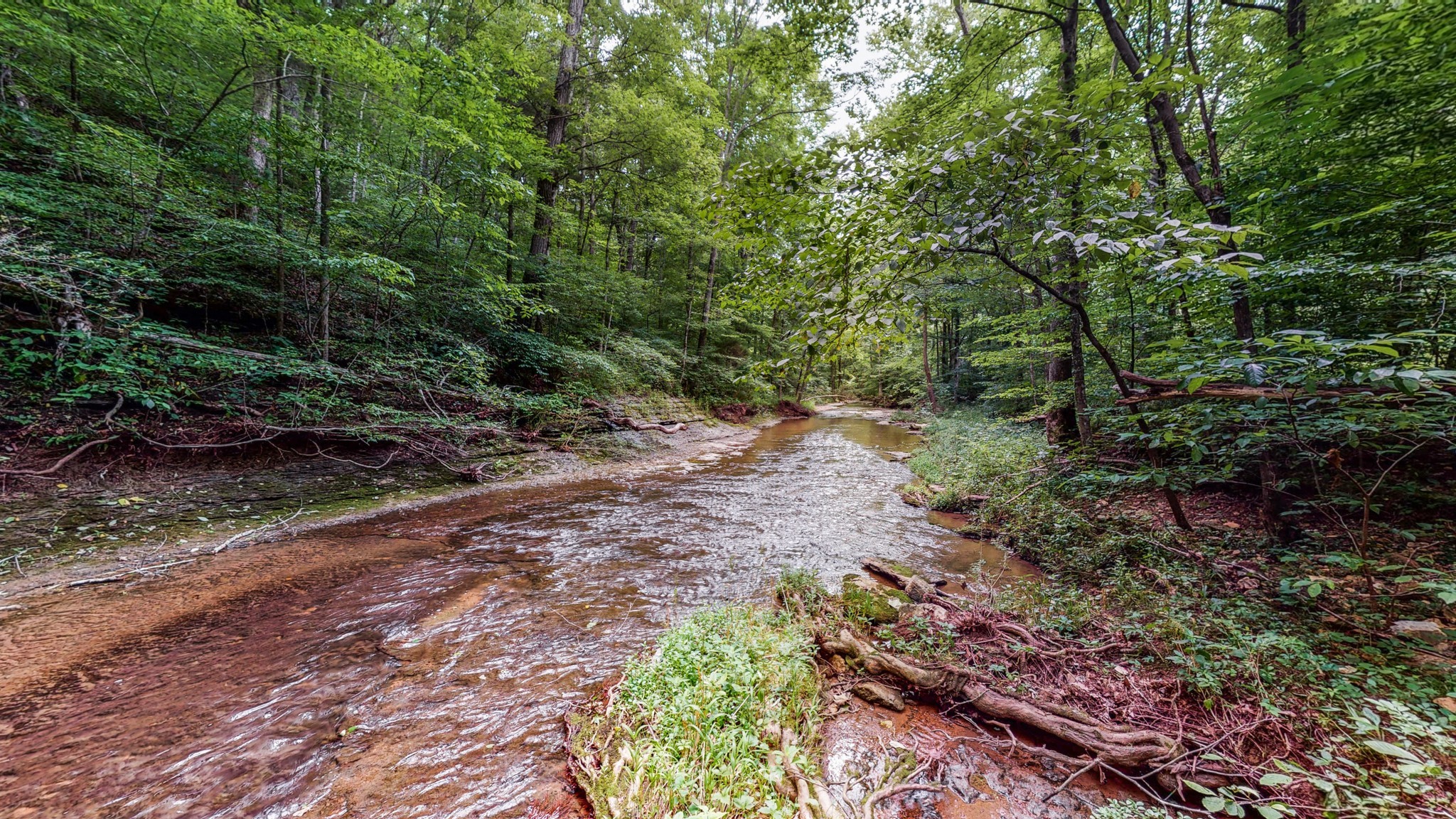 7715 Fernvale Road Fairview, TN 37062 - Photo 42 of 46 a big yard with lots of green space and deers