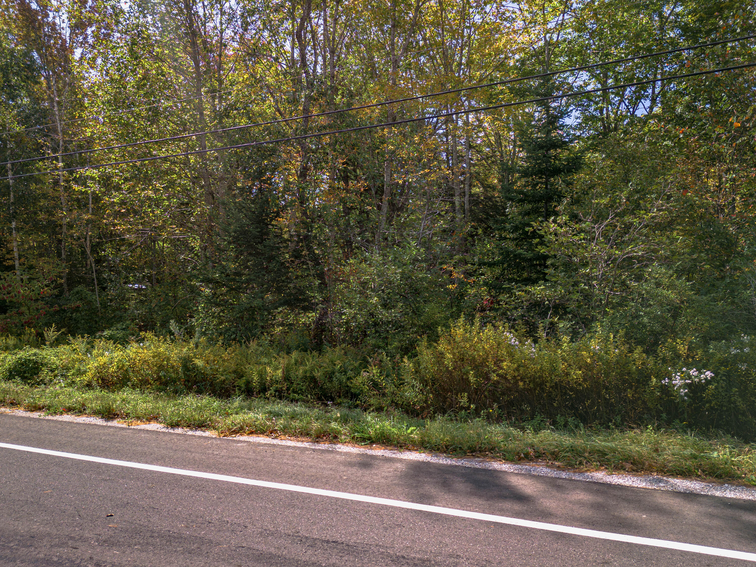 183 Seal Harbor Road Spruce Head, ME 04859 - Photo 10 of 15 Wooded lot