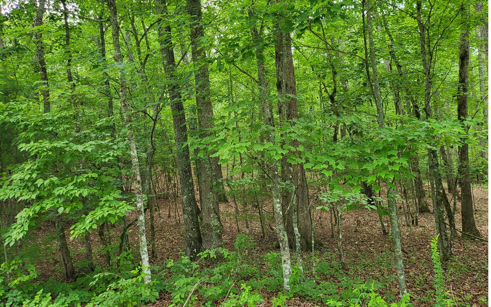45-acs New Hope Road Morganton, GA 30560 - Photo 45 of 72 Additional View