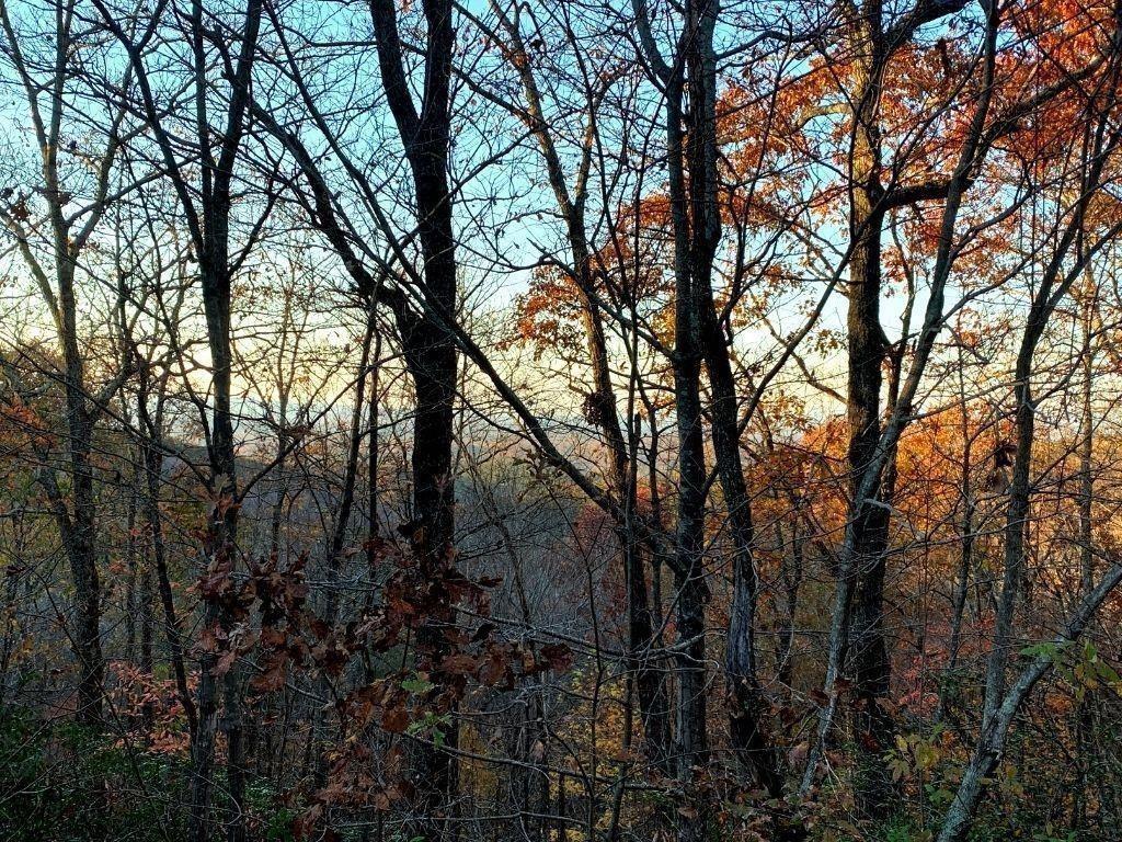 249 Owl Ridge Way Jasper, GA 30143 - Photo 5 of 14 a view of forest