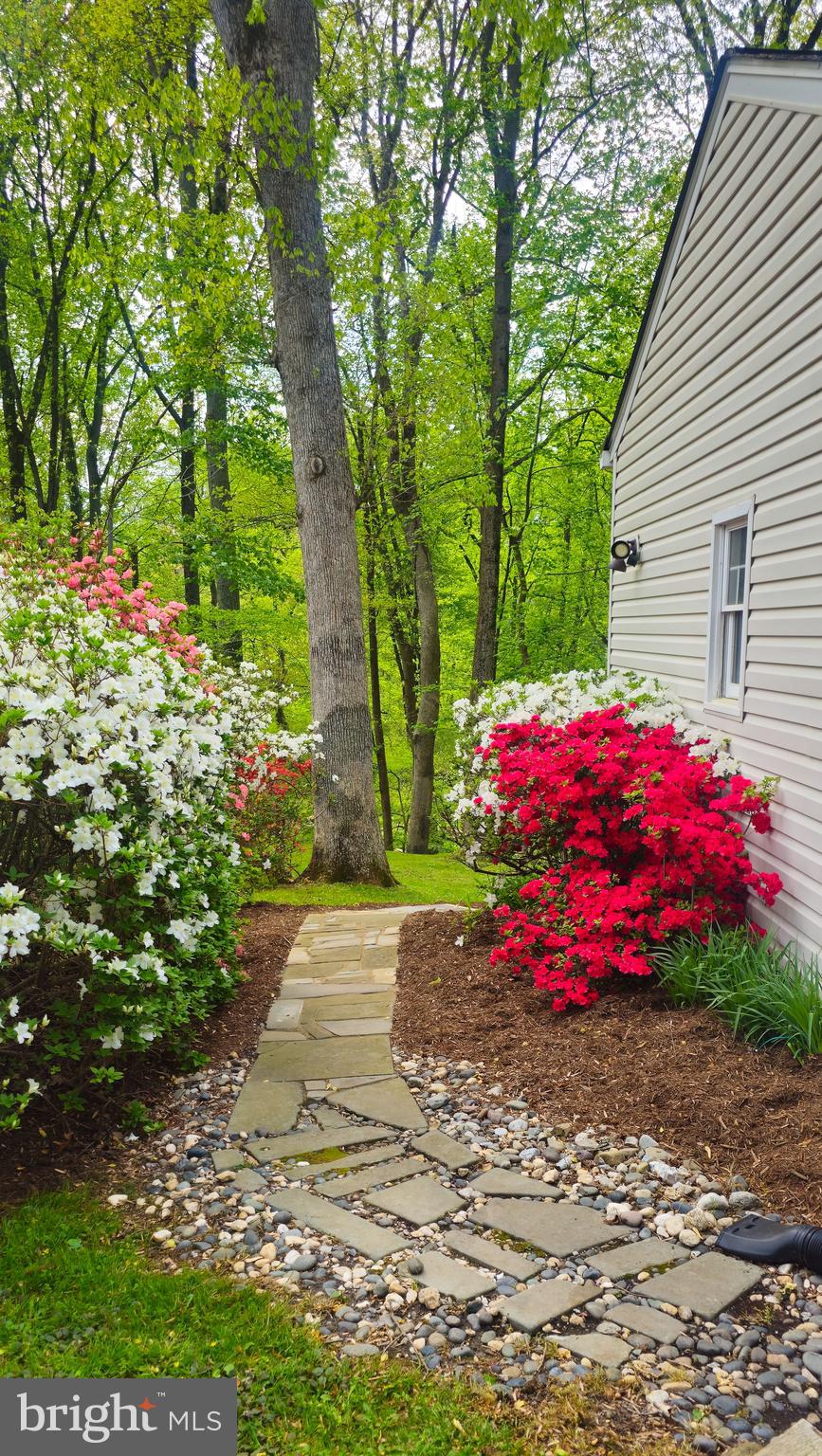 7946 Helmart Drive Laurel, MD 20723 - Photo 11 of 12 Blooming azaleas