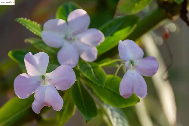 $1,130,000 | 1141 Oxford Street, Berkeley, CA 94707