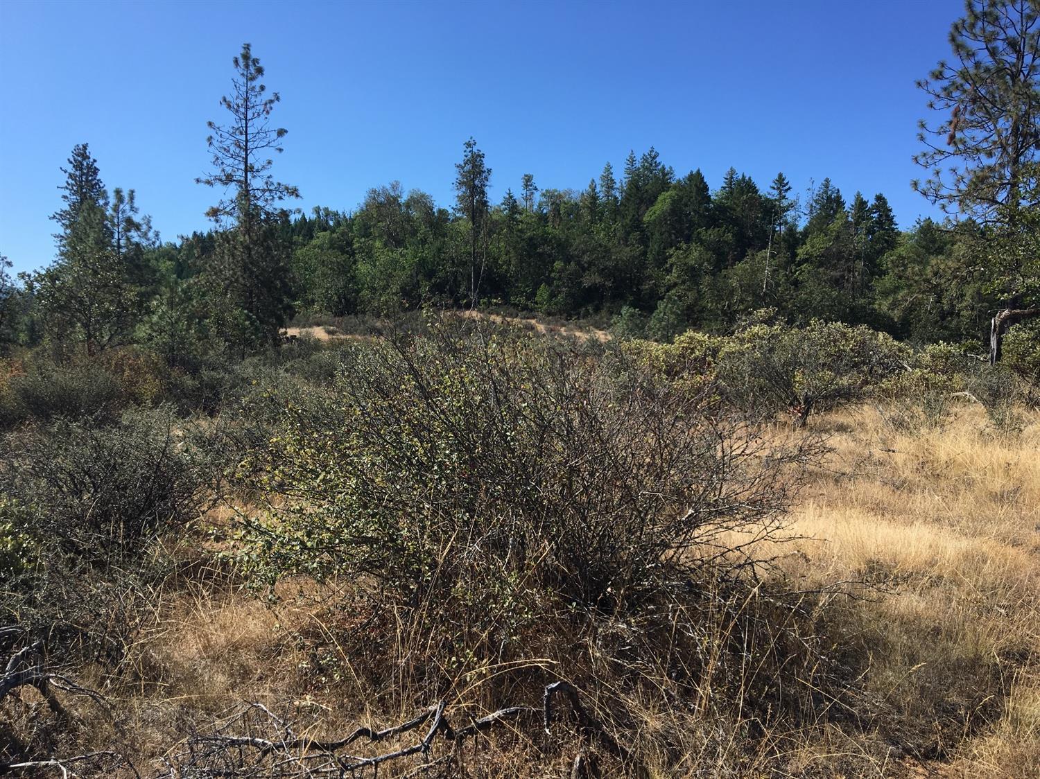 4481 Waldo Road Cave Junction, OR 97523 - Photo 2 of 13 a view of a yard with a tree