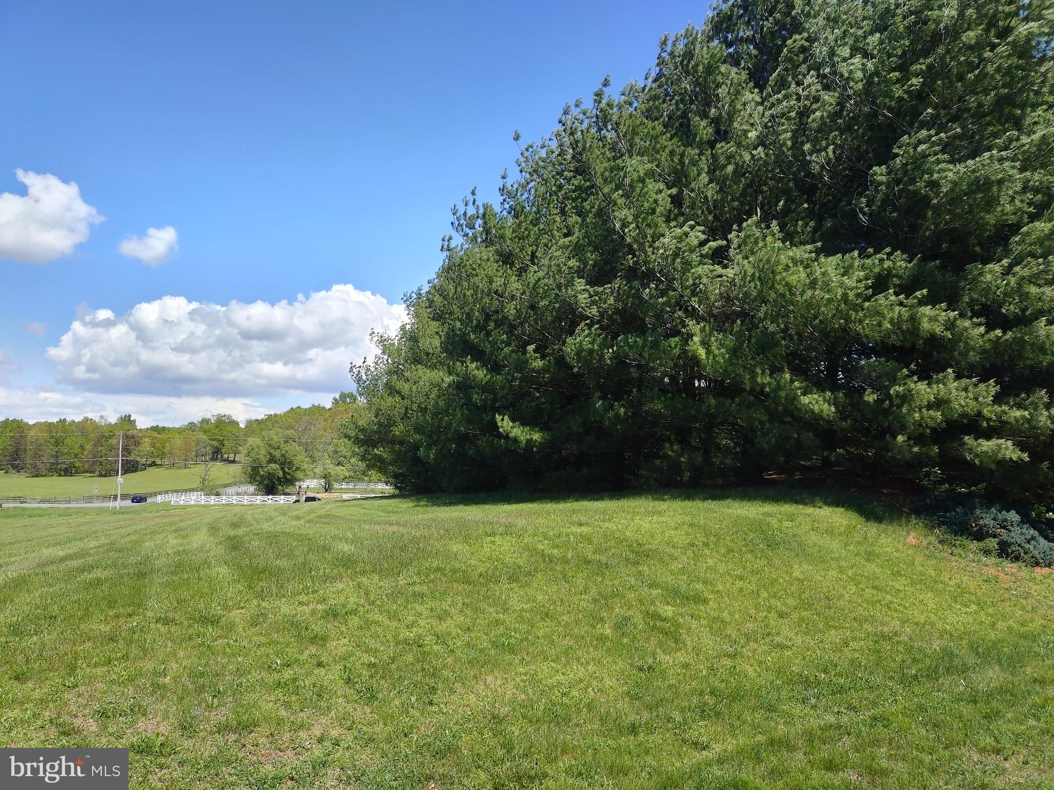980 Marple Road Winchester, VA 22603 - Photo 18 of 76 Pine tree privacy