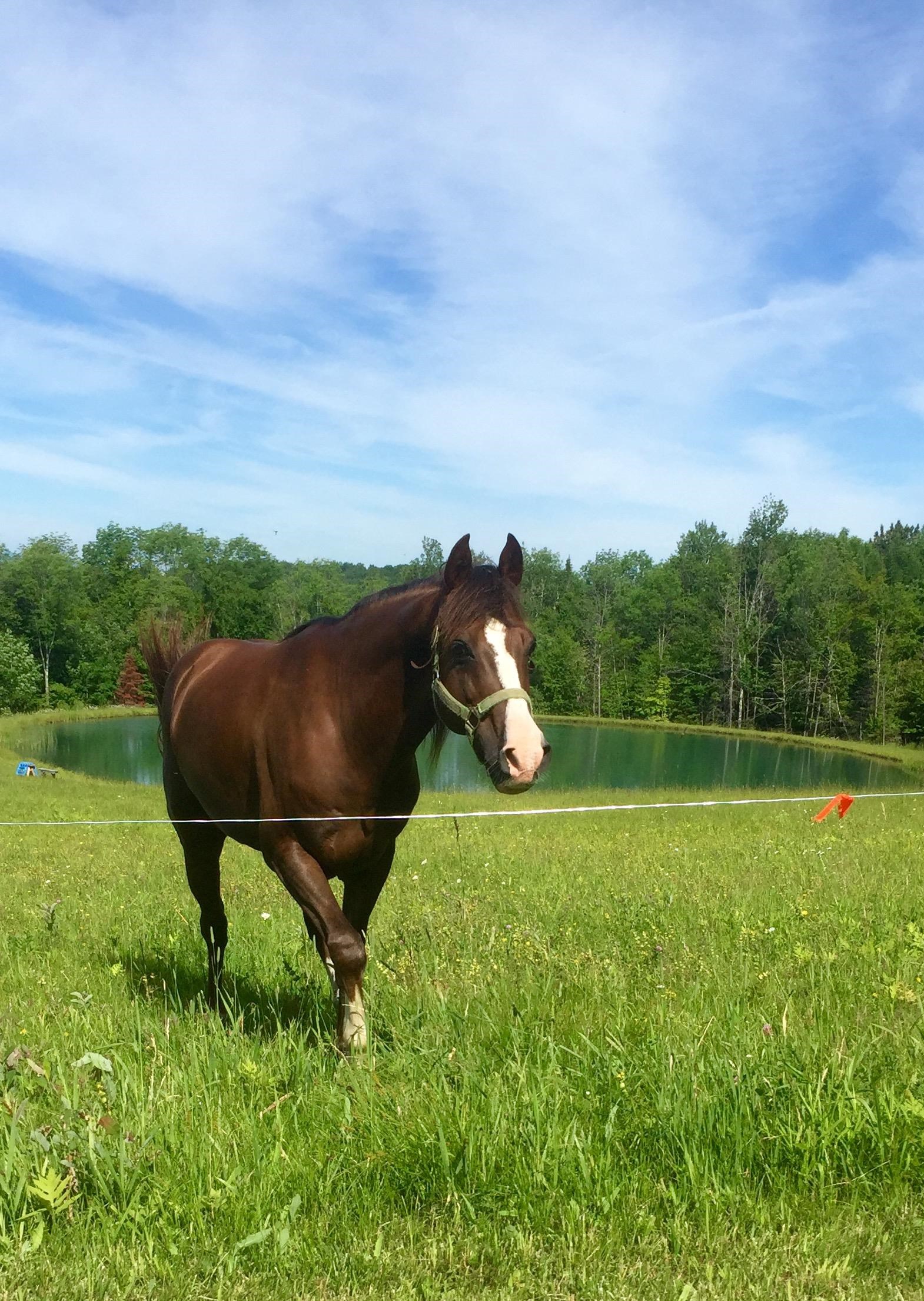 4088 Hinman Settler Road Derby, VT 05855 - Photo 44 of 50 Gallery Image 44