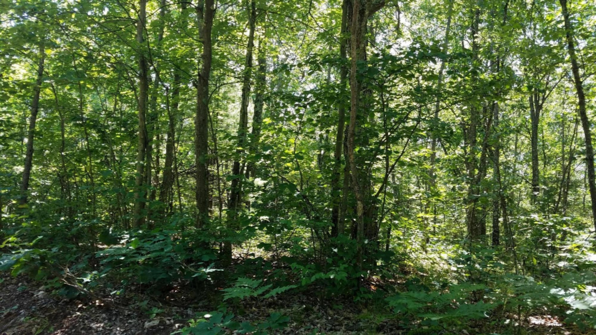 0 Kent Road, Unit LOT U Rothbury, MI 49452 - Photo 4 of 8 20170707_130719