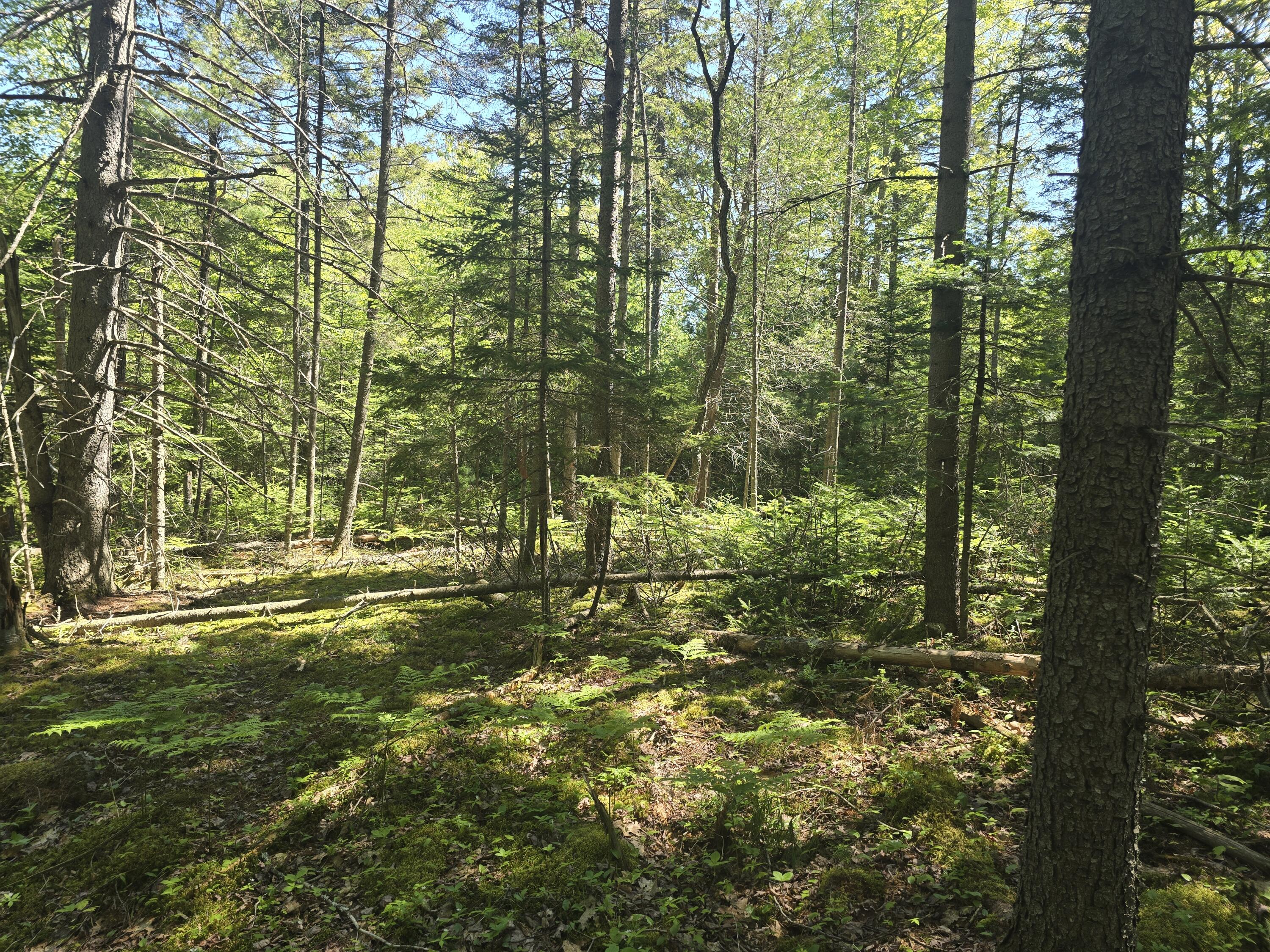 0 Boothbay Road Edgecomb, ME 04556 - Photo 6 of 20 20260603_103115