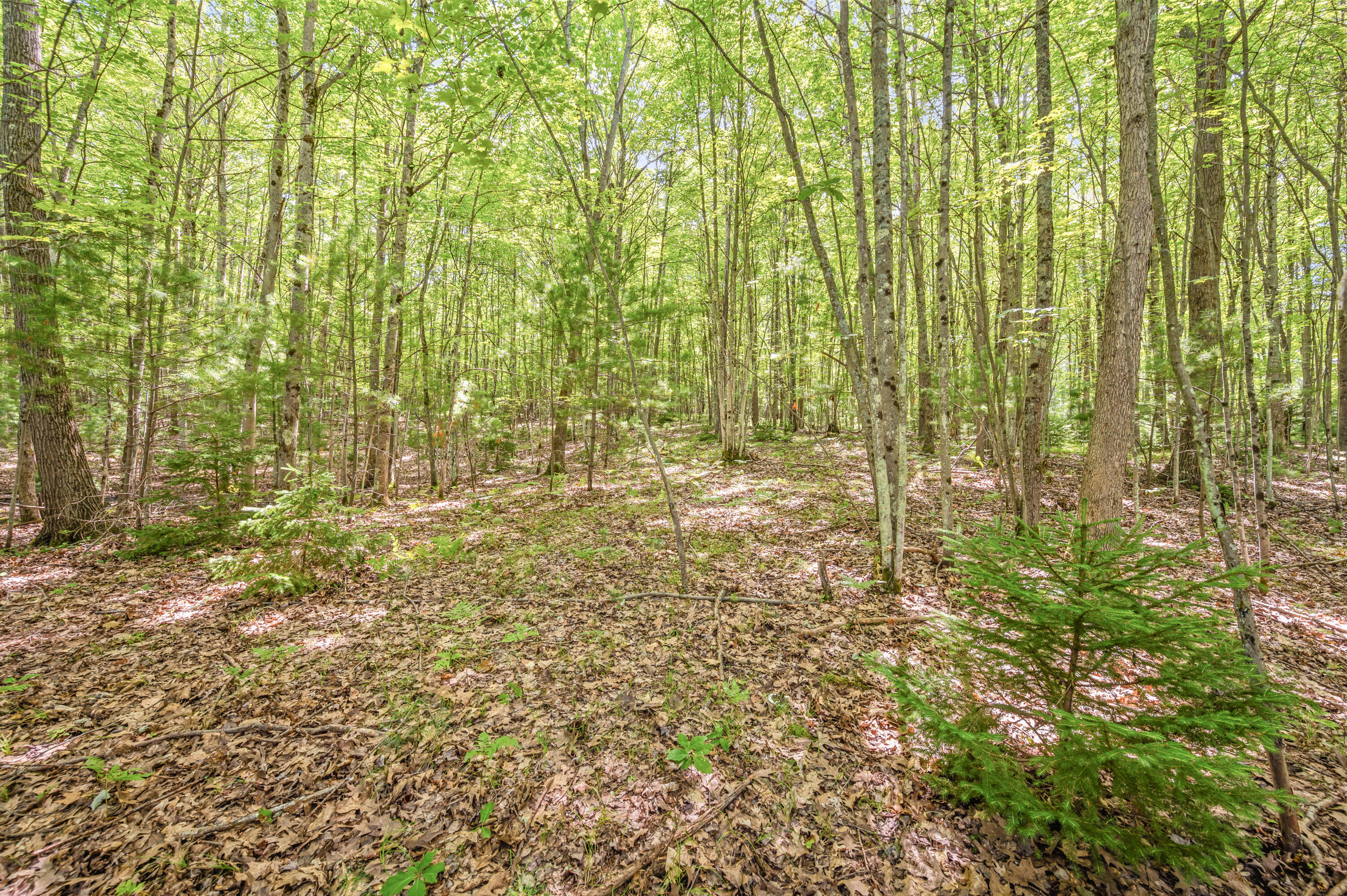 15 West 12 Mile Road Irons, MI 49644 - Photo 22 of 32 Lot15-12MileRd-Irons-5