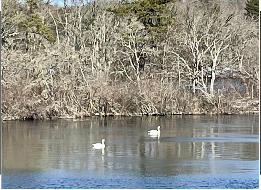 42 Forest Drive Mashpee, MA 02649 - Photo 52 of 55 a view of a lake with houses