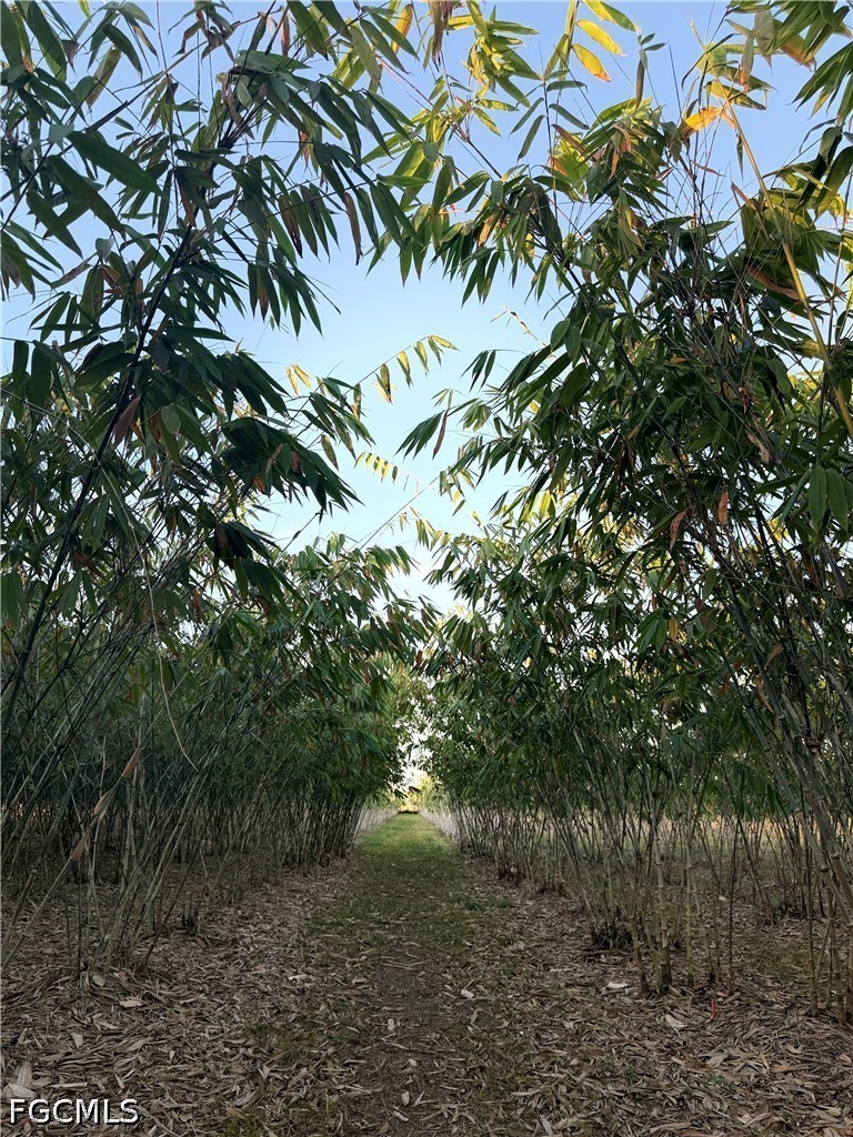 6724 5th Road LaBelle, FL 33935 - Photo 3 of 28 a plant