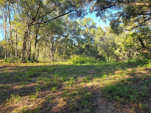 a view of a yard with a tree