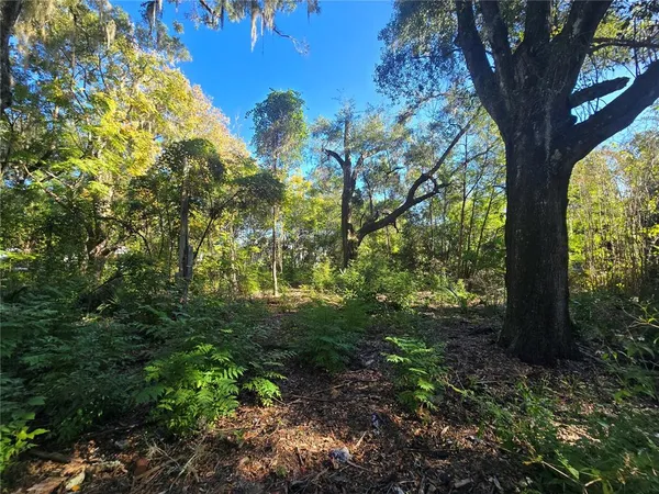 a view of outdoor space and trees