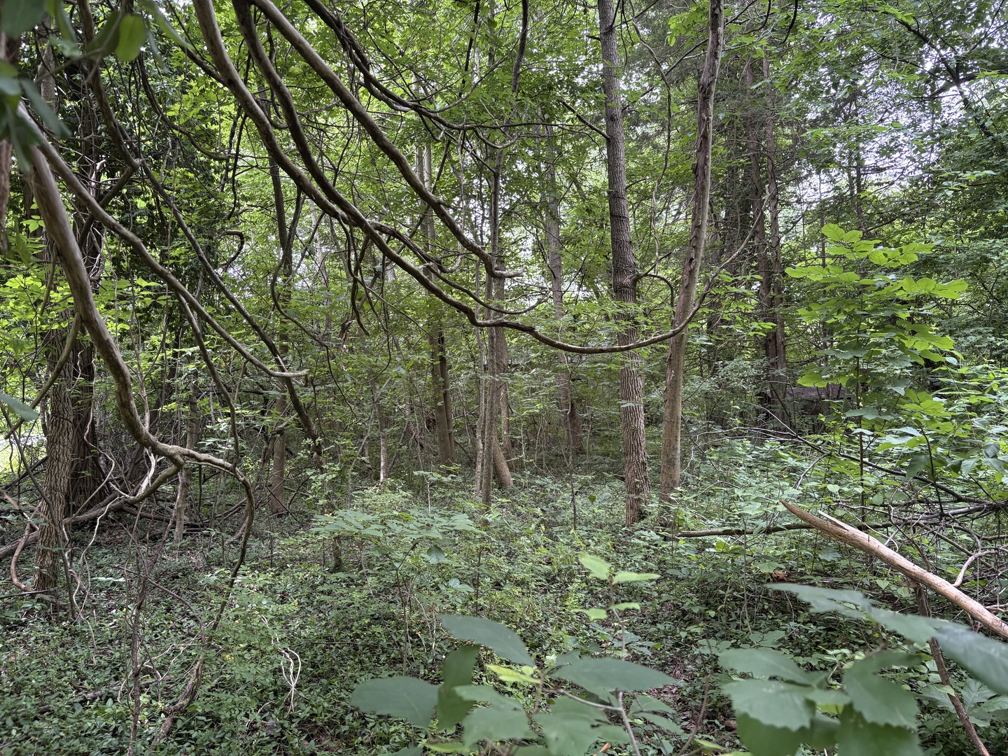 3258 Grassy Road Carbondale, IL 62902 - Photo 4 of 17