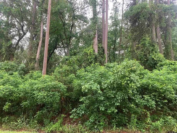 a view of forest