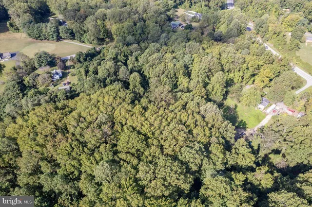 a view of a bunch of trees and bushes