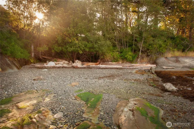 a view of a yard with trees in the background