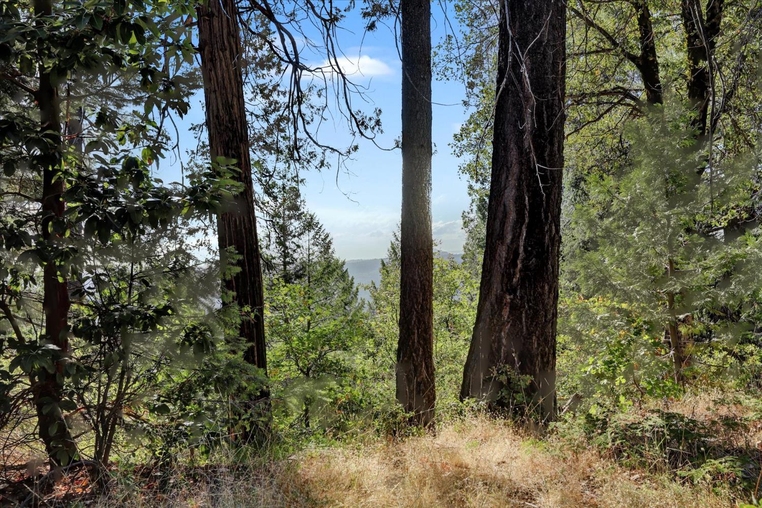 a view of a yard with lots of trees