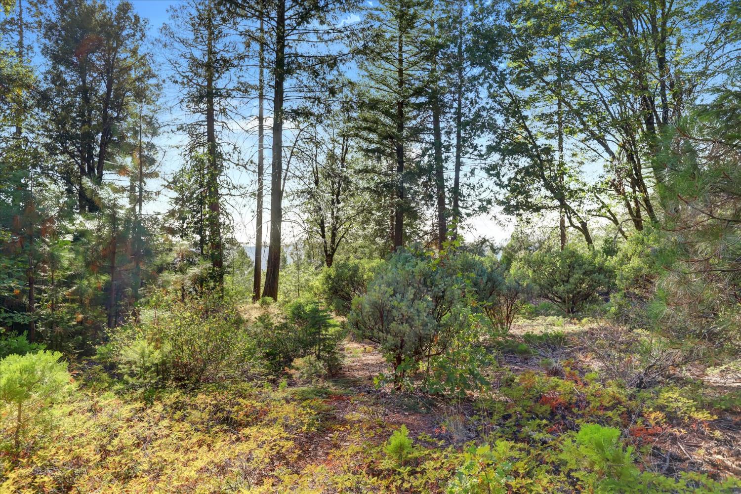 12683 Spider Hill Road Nevada City, CA 95959 - Photo 13 of 37 a view of forest