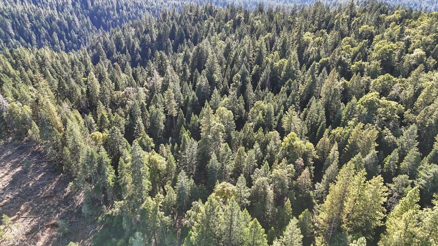 12683 Spider Hill Road Nevada City, CA 95959 - Photo 27 of 37 a view of a yard with plants and wooden fence