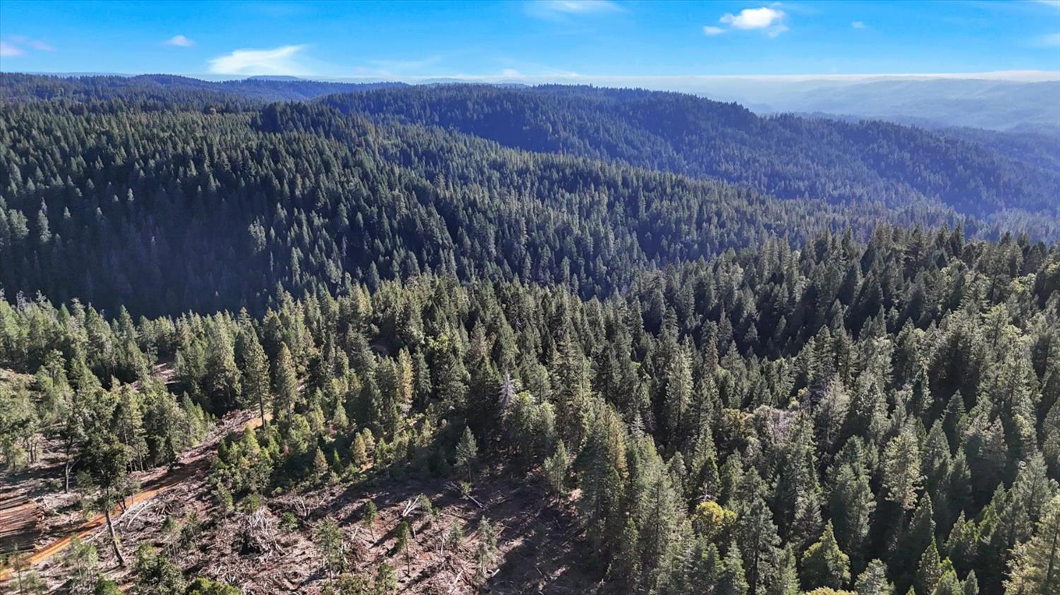 12683 Spider Hill Road Nevada City, CA 95959 - Photo 28 of 37 a view of a lush green forest with lots of trees