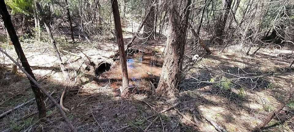 12683 Spider Hill Road Nevada City, CA 95959 - Photo 30 of 37 a view of tree