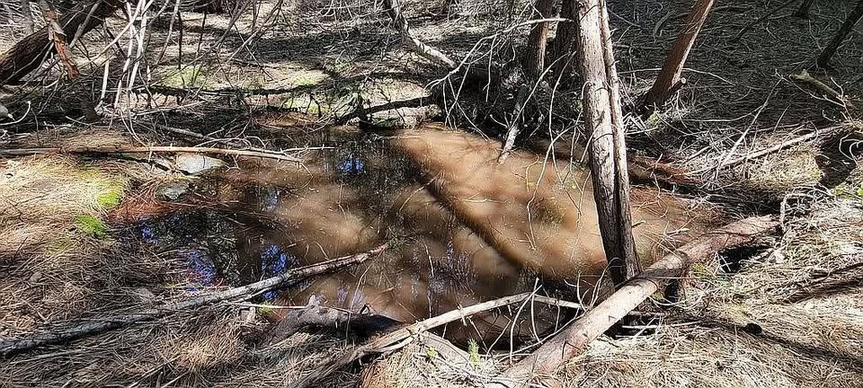 12683 Spider Hill Road Nevada City, CA 95959 - Photo 31 of 37 a view of a backyard of a house