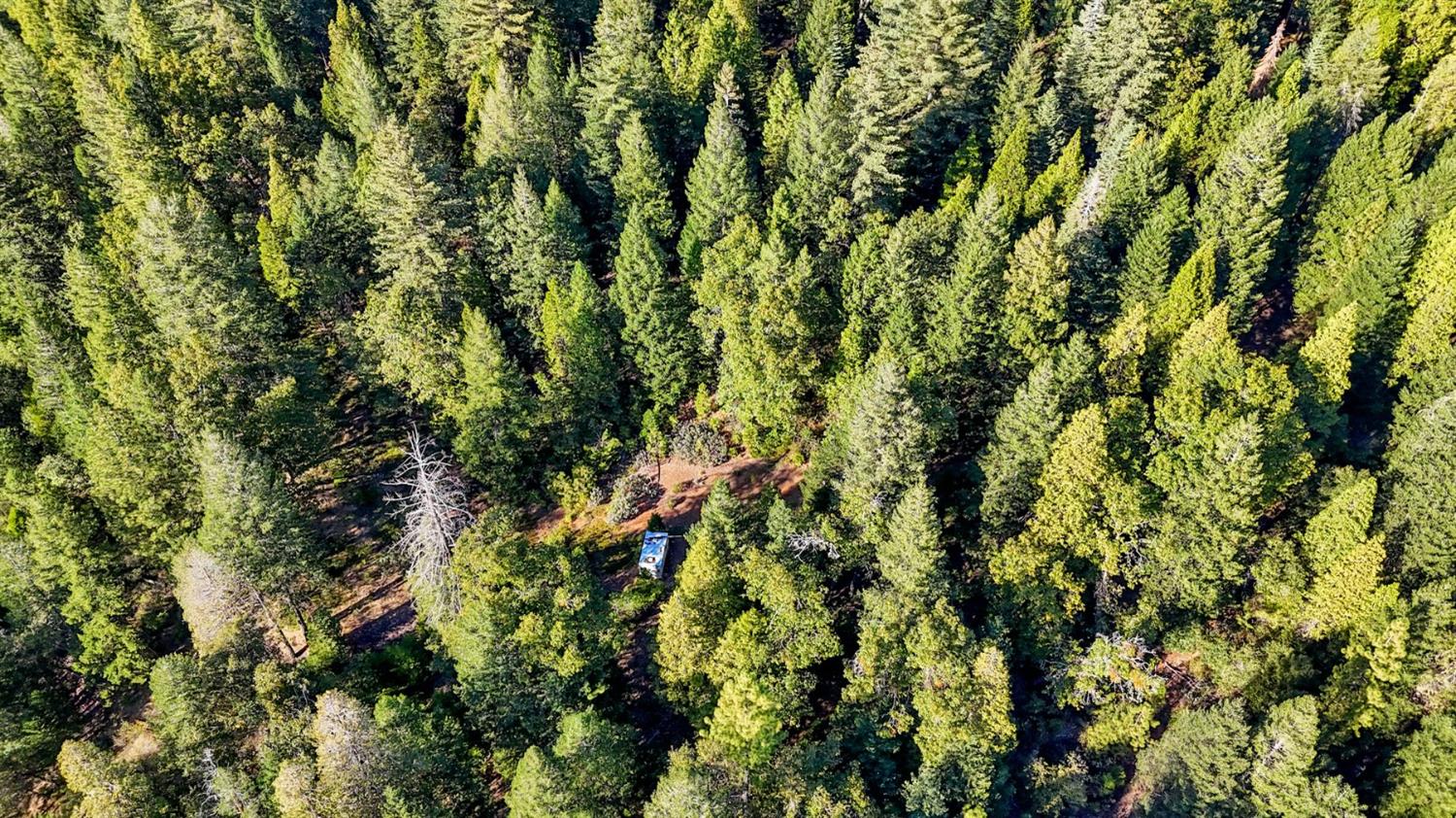 12683 Spider Hill Road Nevada City, CA 95959 - Photo 35 of 37 a view of a lush green forest