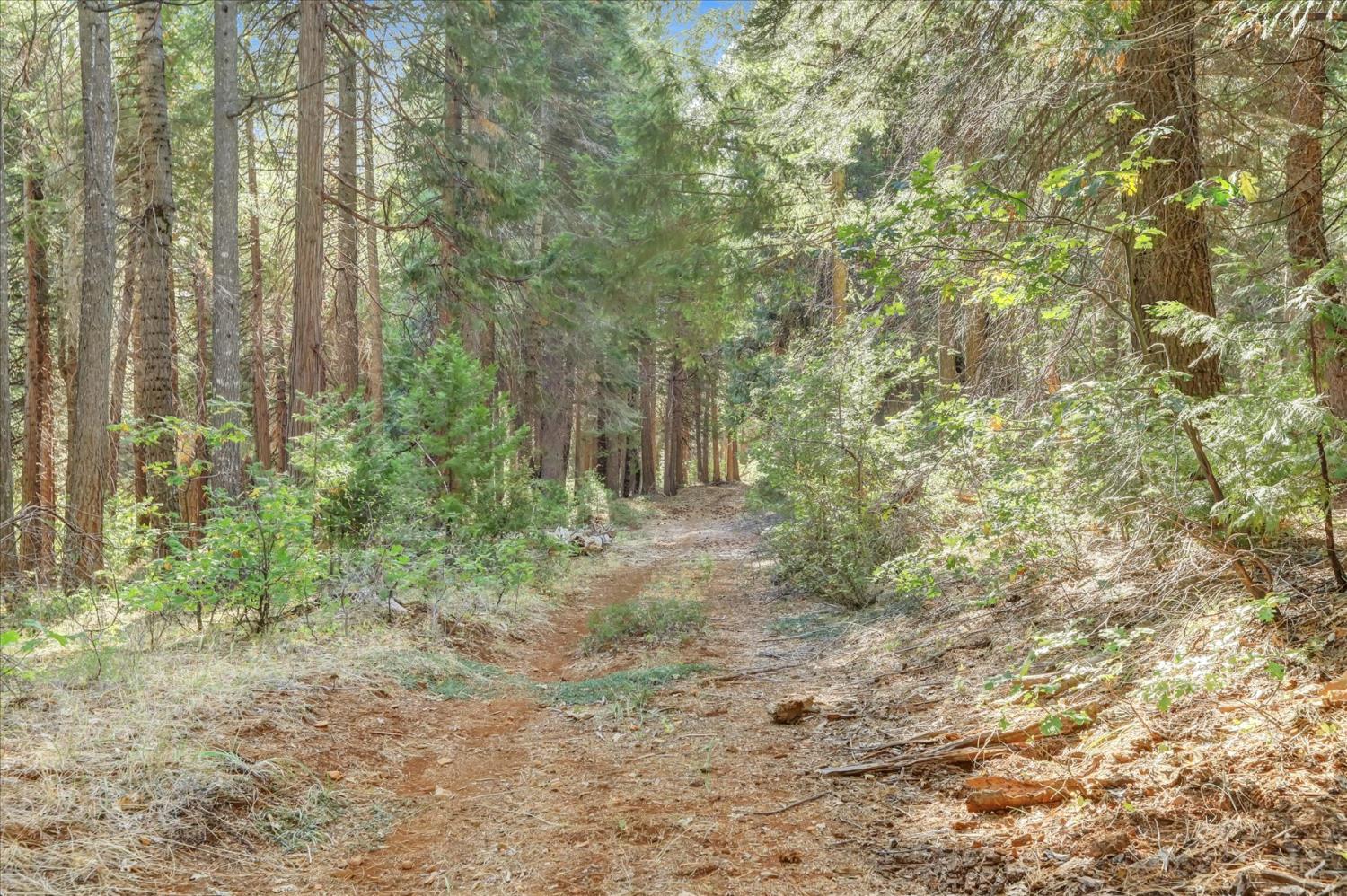 12683 Spider Hill Road Nevada City, CA 95959 - Photo 9 of 37 a view of a yard with plants and large trees