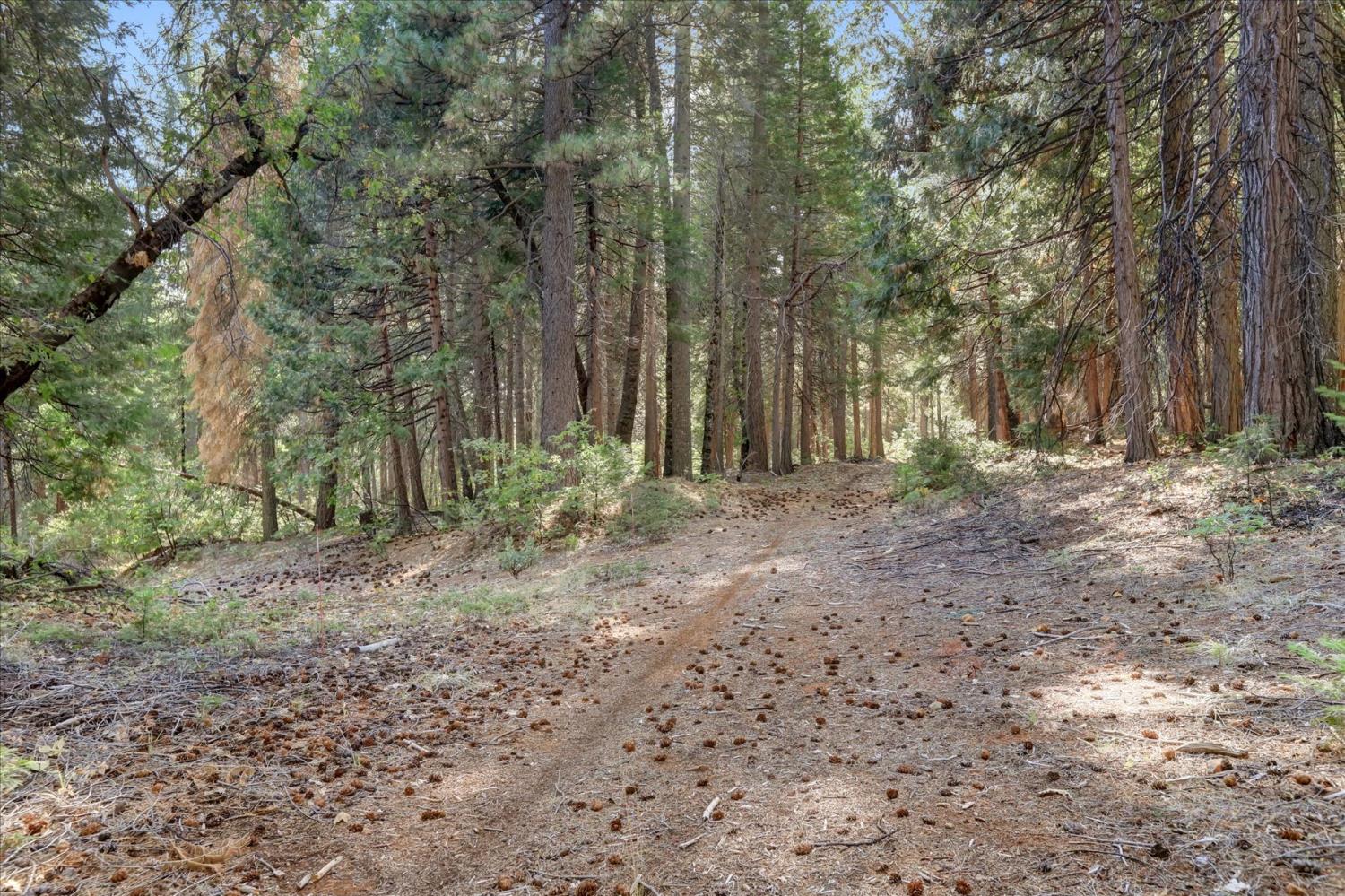 12683 Spider Hill Road Nevada City, CA 95959 - Photo 10 of 37 a view of backyard with trees