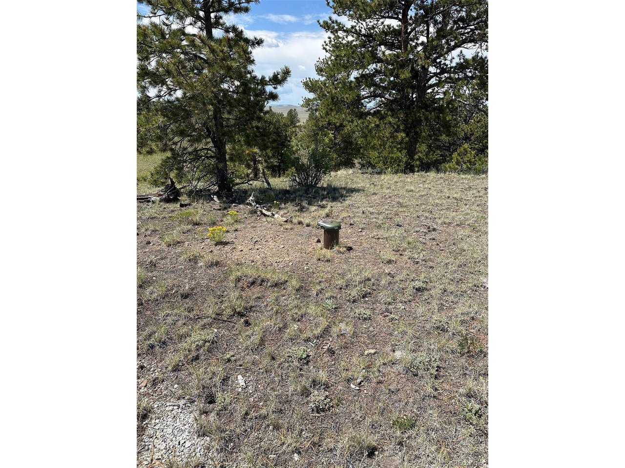 25 Wolfe Road Hartsel, CO 80449 - Photo 3 of 16 a view of a dry yard with trees