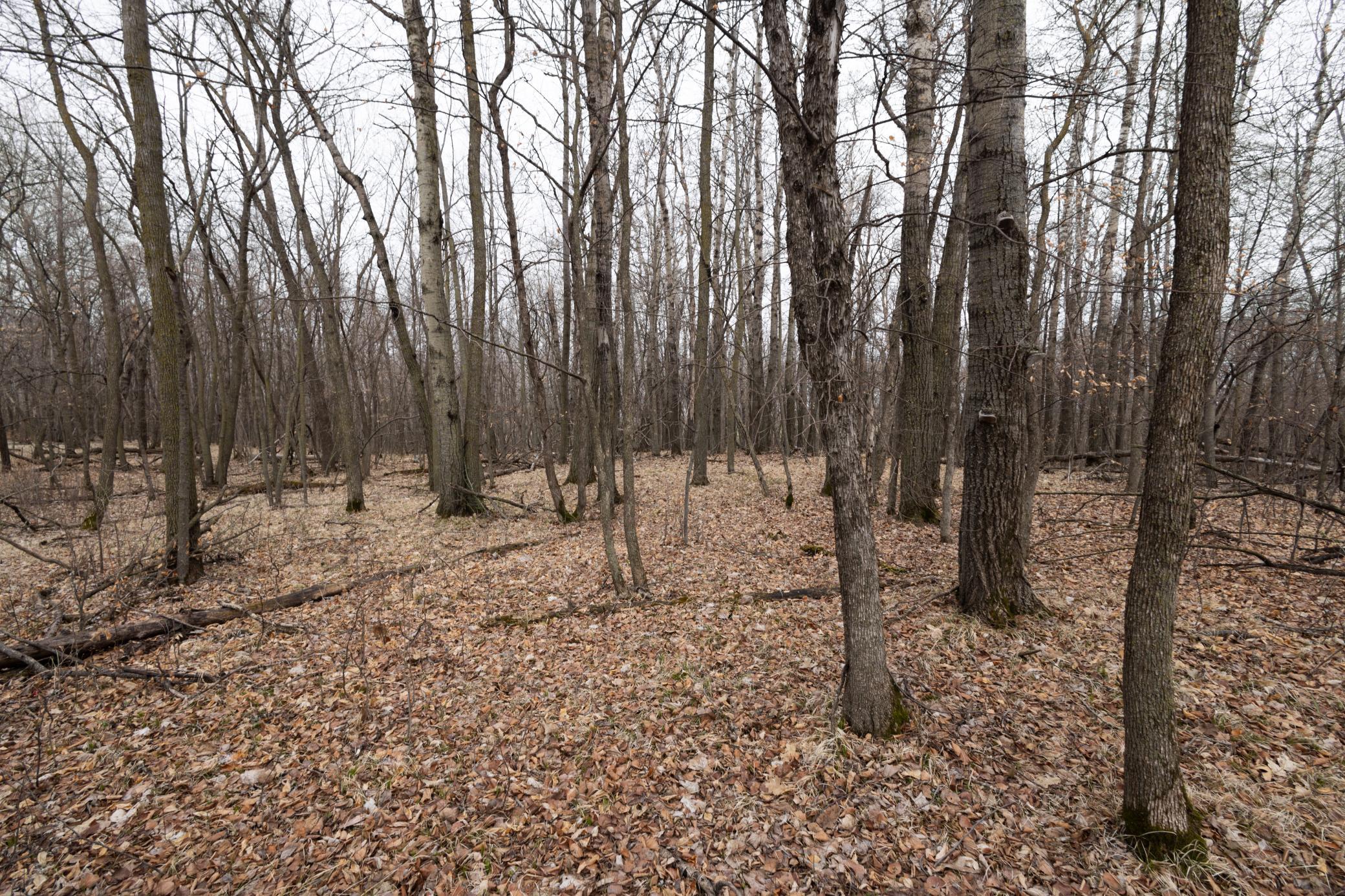 Lot 6 Sayler's Beach Road Lake Park, MN 56554 - Photo 4 of 7