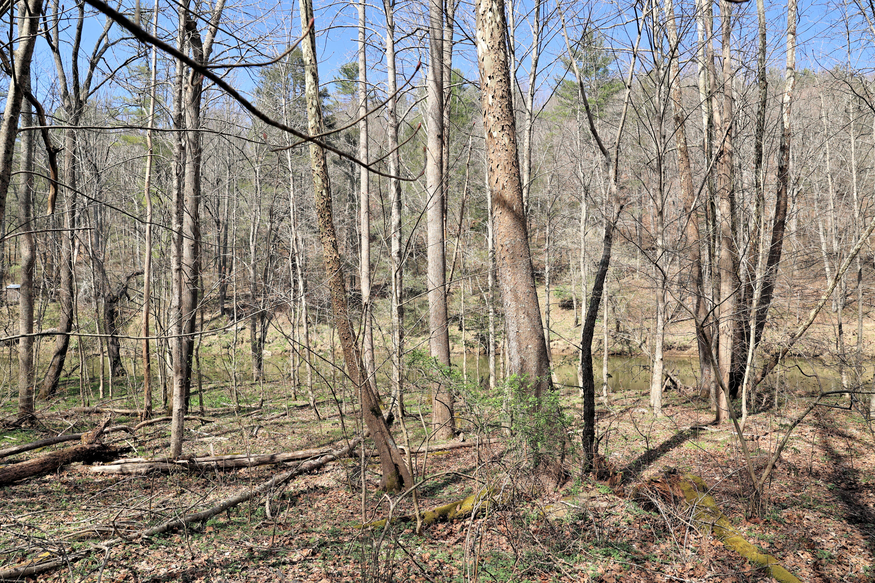 194 High Hopes Lane Northwest Riner, VA 24149 - Photo 81 of 86 297A0847