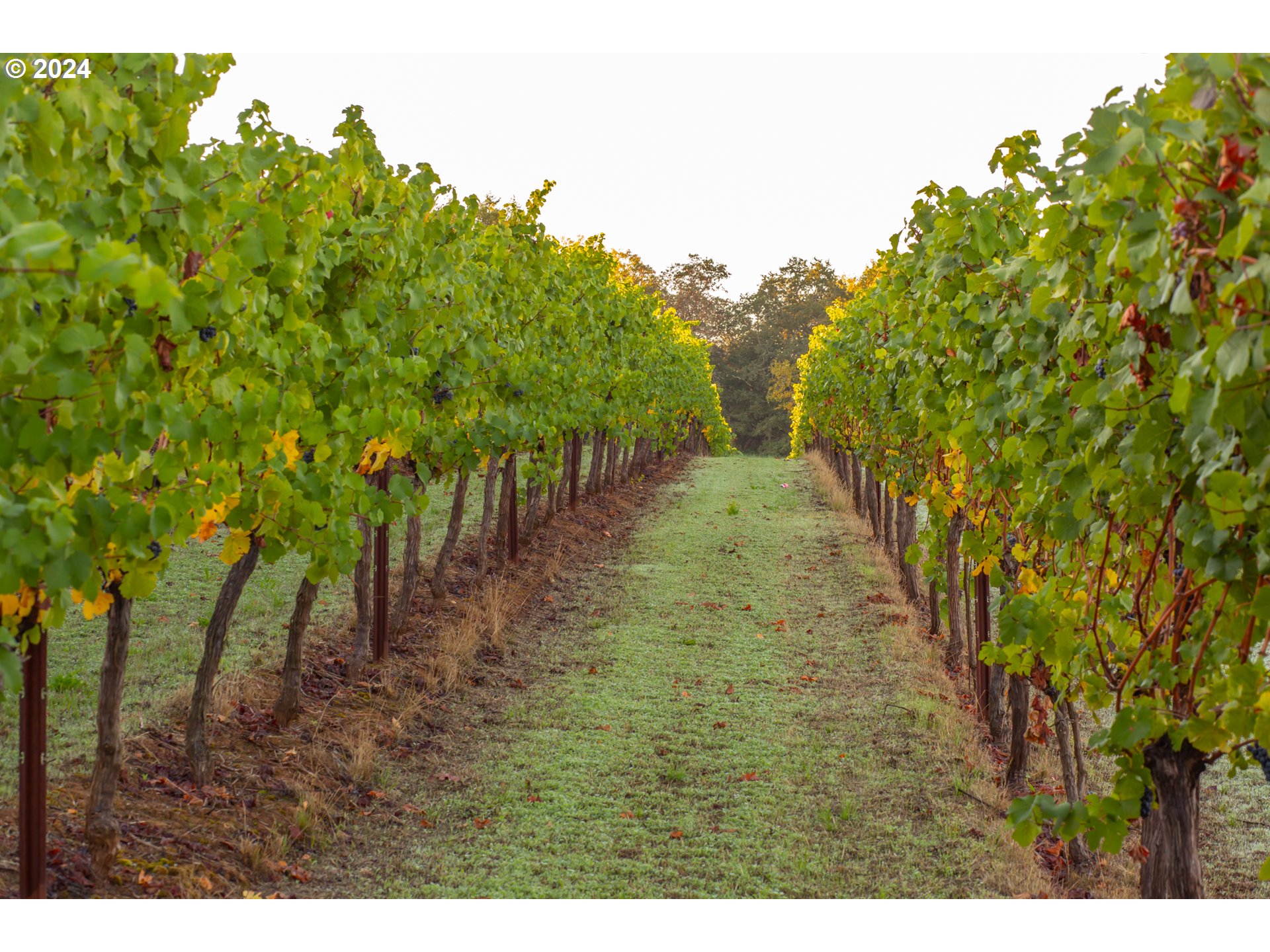 26413 Franklin Road Junction City, OR 97448 - Photo 27 of 44 a view of a yard with plants and trees