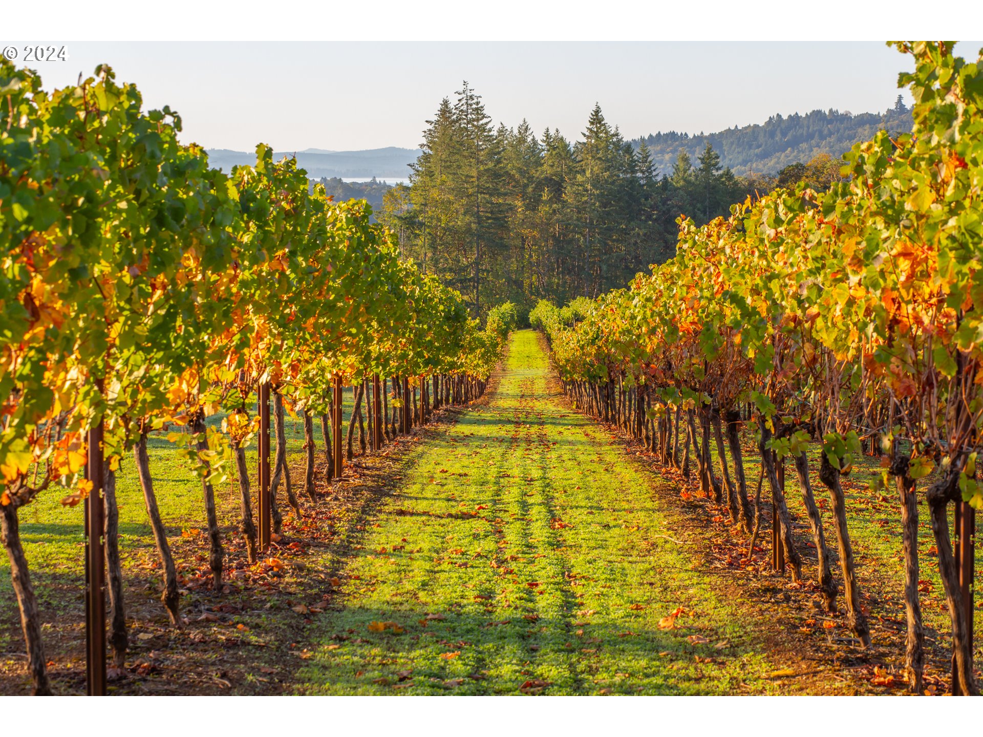 26413 Franklin Road Junction City, OR 97448 - Photo 29 of 44 a view of swimming pool