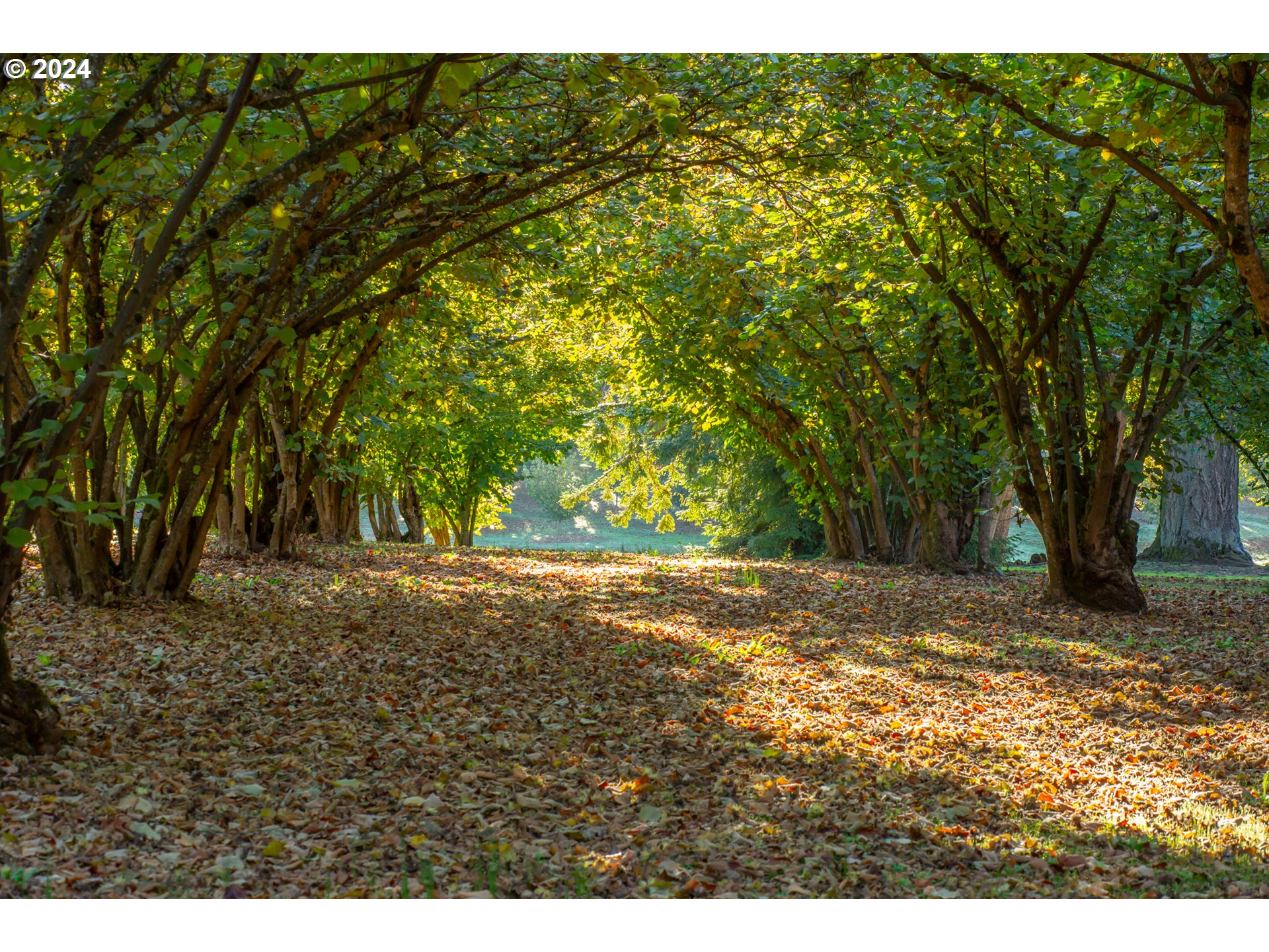 26413 Franklin Road Junction City, OR 97448 - Photo 32 of 44 a view of a yard with a tree