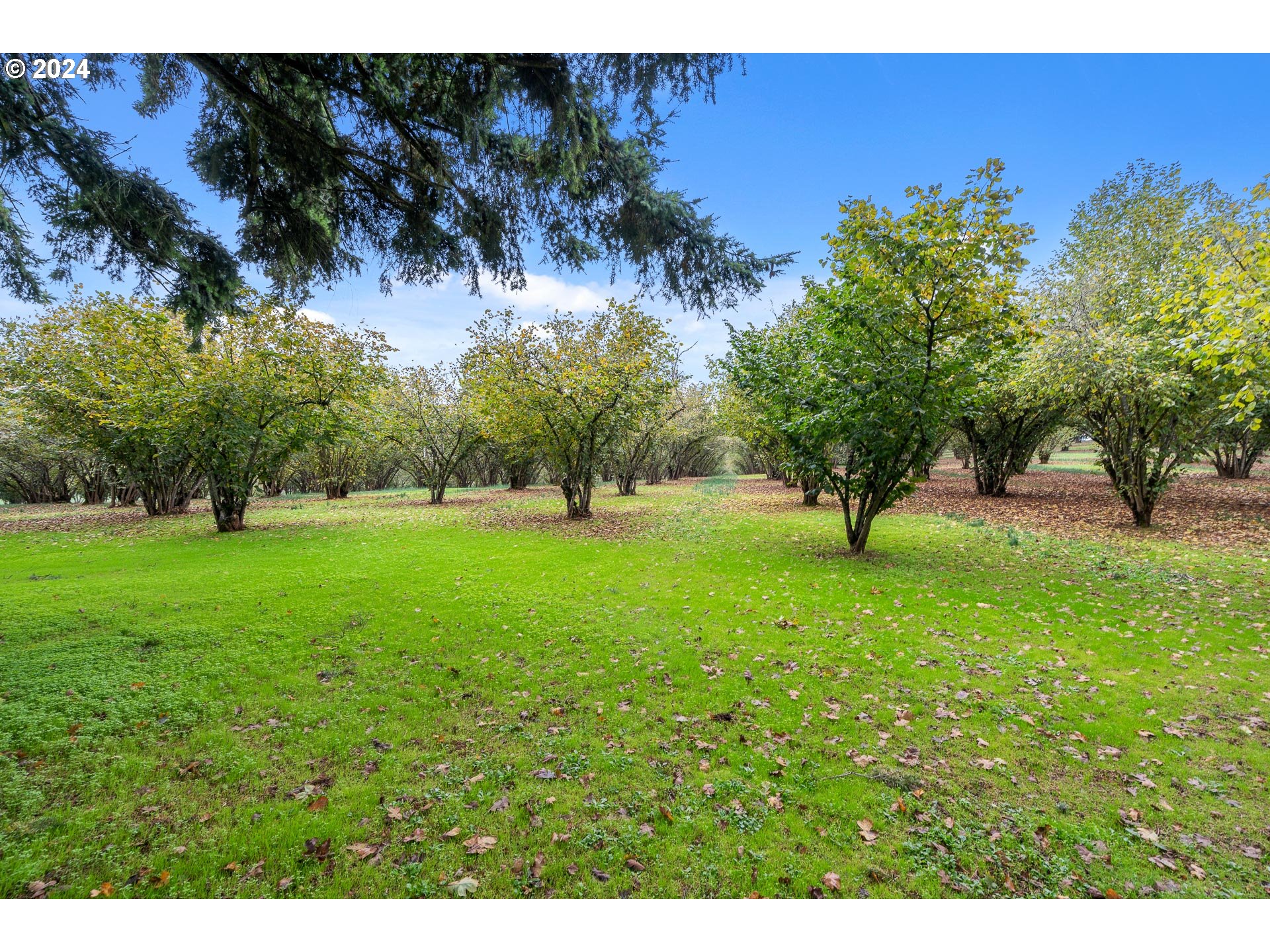 26413 Franklin Road Junction City, OR 97448 - Photo 33 of 44 a view of green field