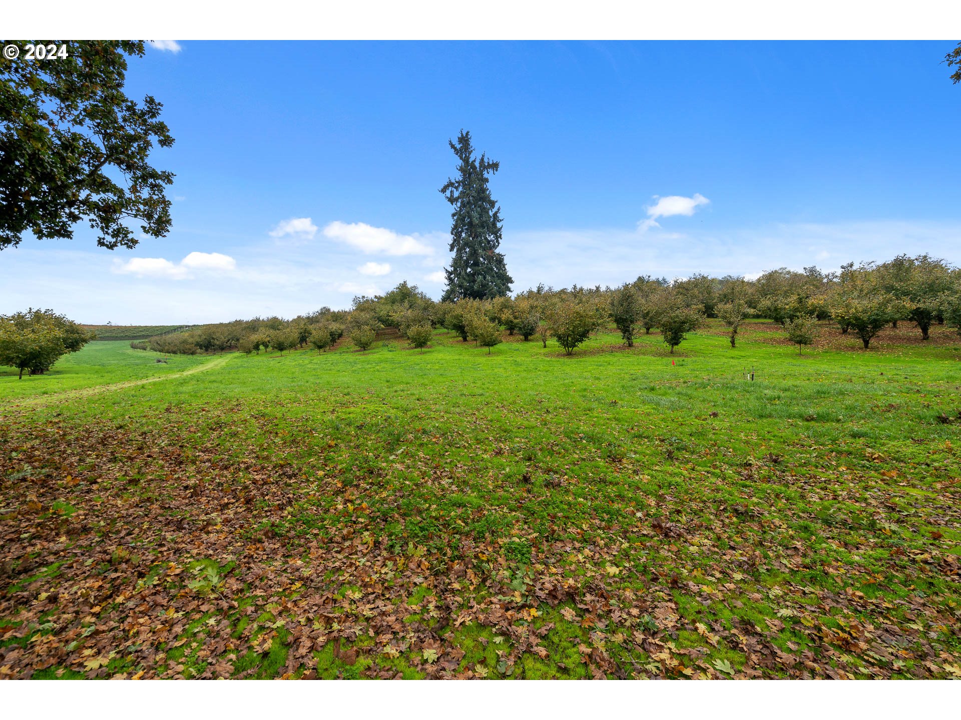 26413 Franklin Road Junction City, OR 97448 - Photo 34 of 44 a view of a lush green field