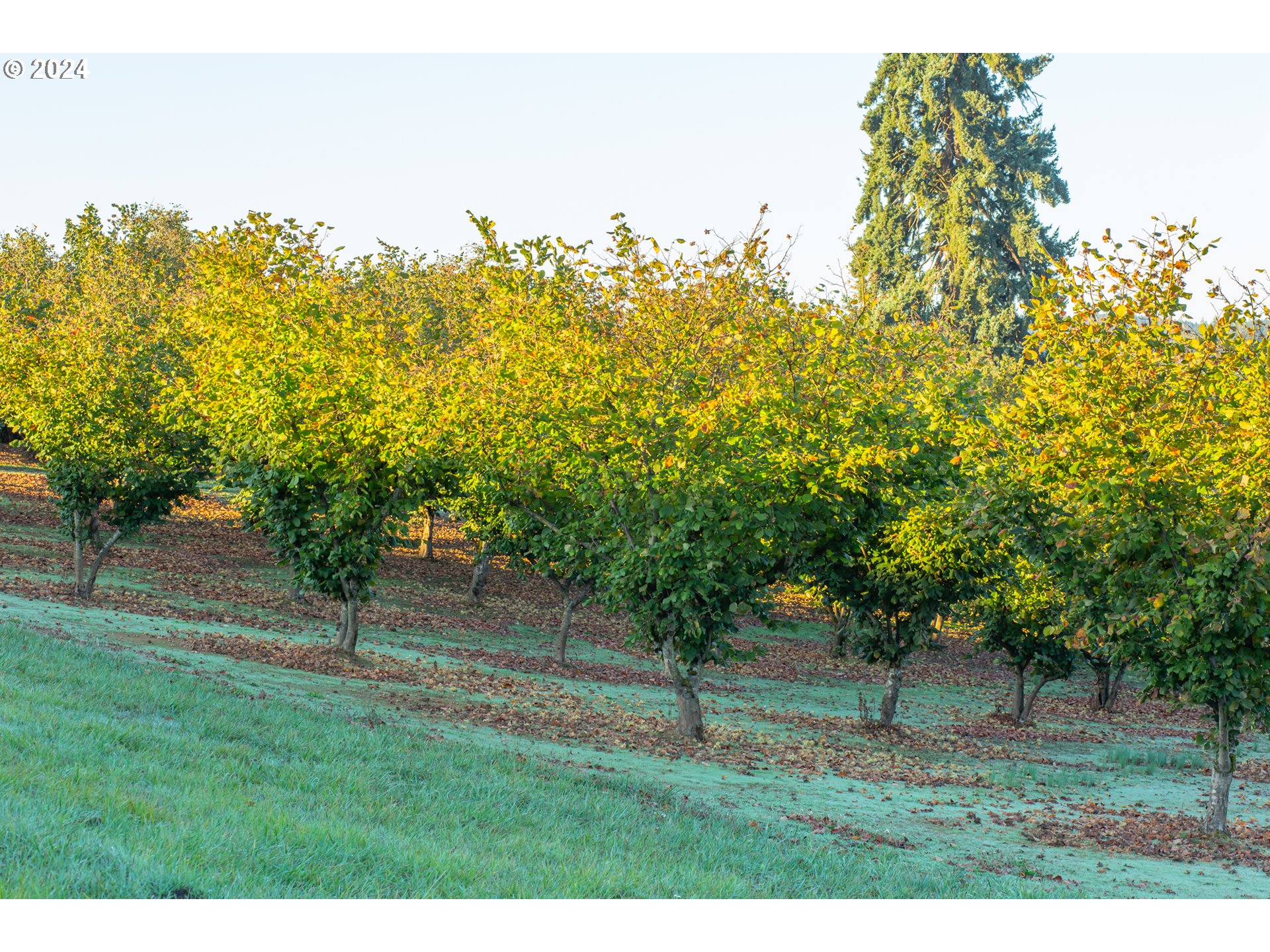26413 Franklin Road Junction City, OR 97448 - Photo 36 of 44 a view of outdoor space with deck and outdoor space
