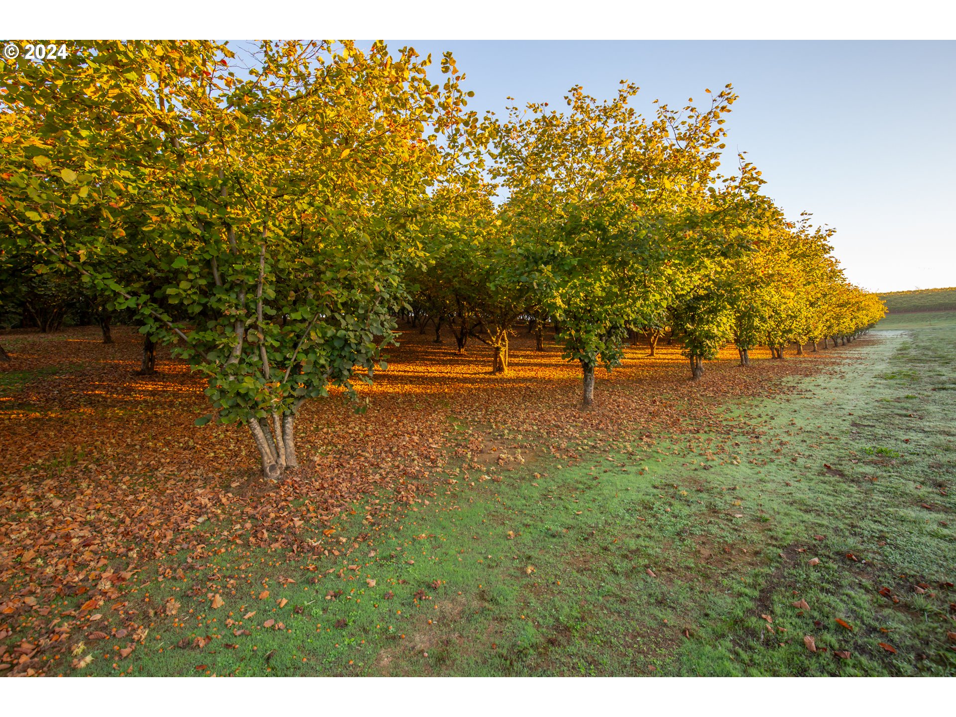 26413 Franklin Road Junction City, OR 97448 - Photo 37 of 44 a view of outdoor space with garden