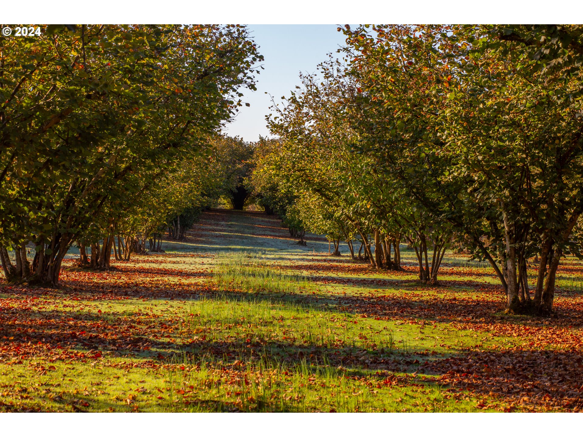 26413 Franklin Road Junction City, OR 97448 - Photo 7 of 44 a view of swimming pool and trees