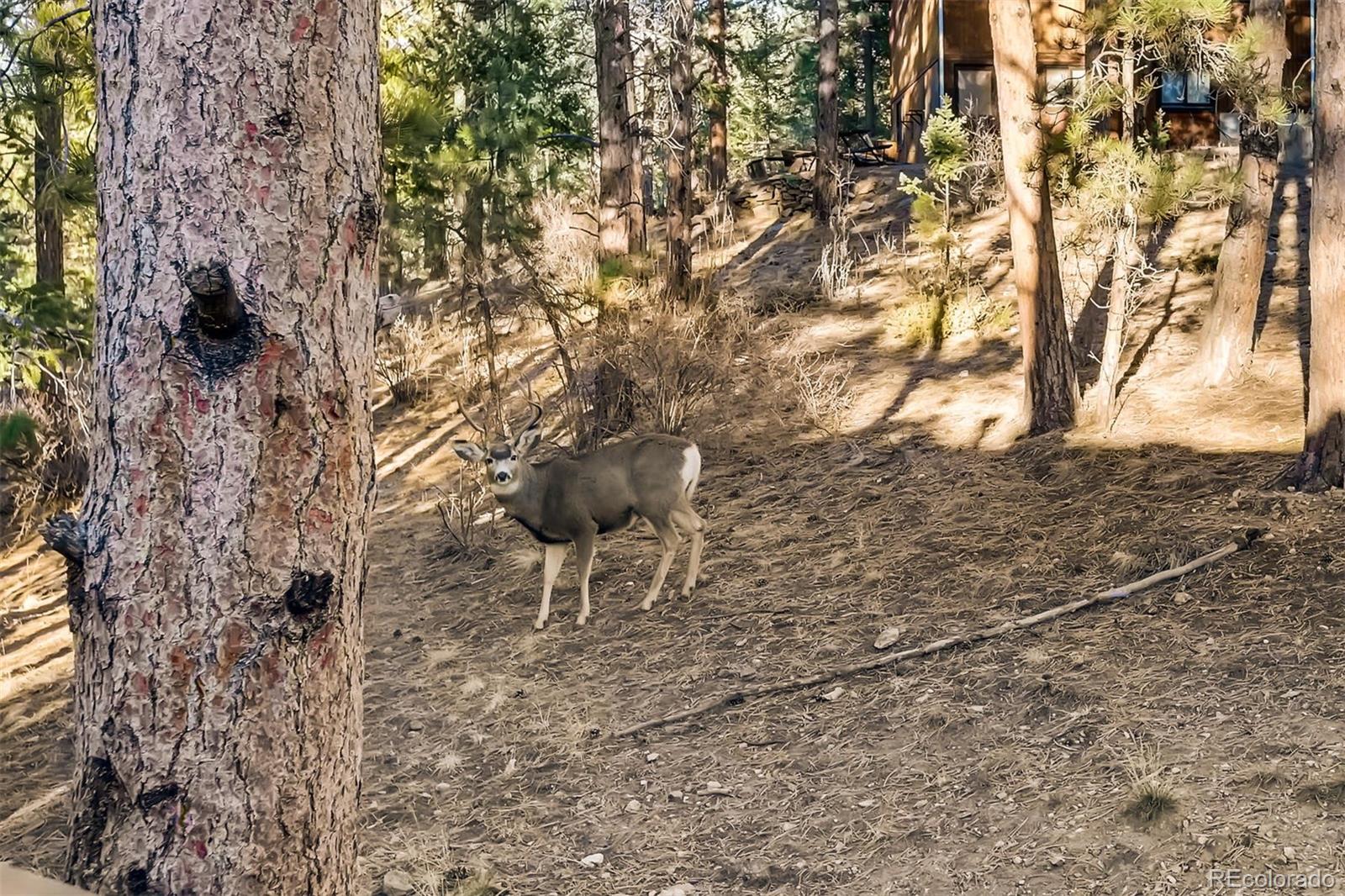 235 Spring Valley Bailey, CO 80421 - Photo 25 of 26 Gallery Image 25