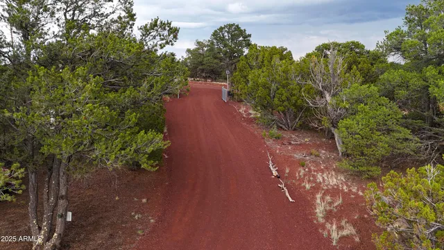 a view of a yard with plants and trees