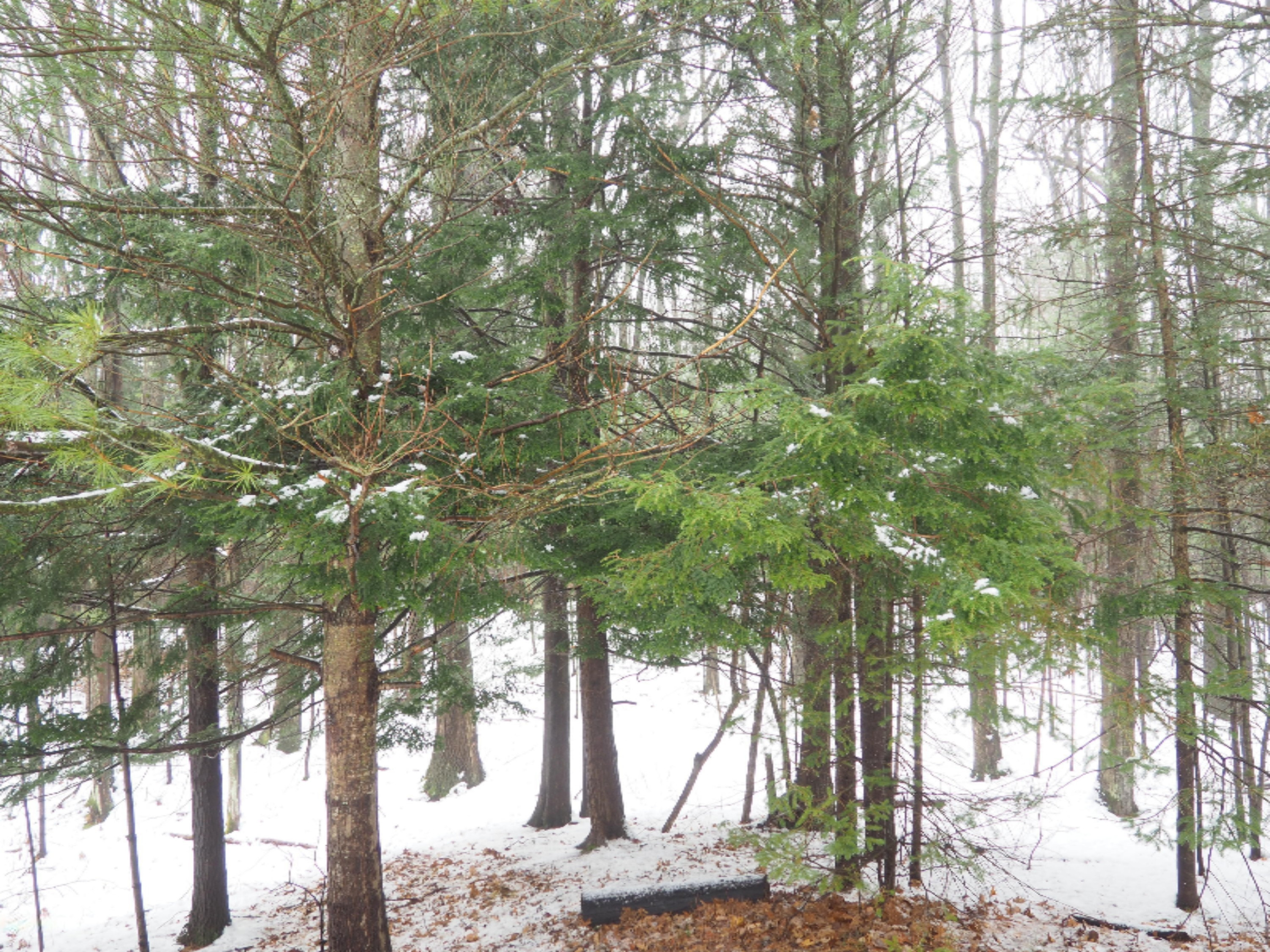 583 East Kott Road Manistee, MI 49660 - Photo 76 of 117 PB240187